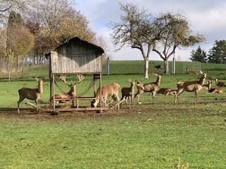 Das  Hirschgehege im Ort