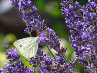 Appartement de vacances Andechs Environnement 27
