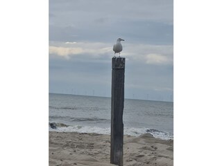 Holiday apartment Zandvoort Environment 16