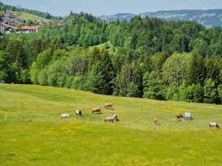 Kühe
