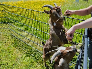 Ziegen