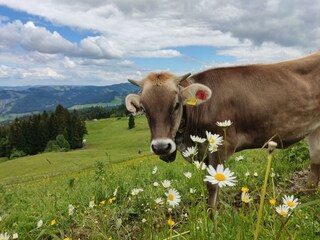 Allgäu