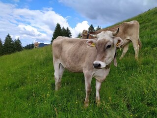 Allgäu