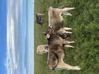 Die Kühe von Steibis ????