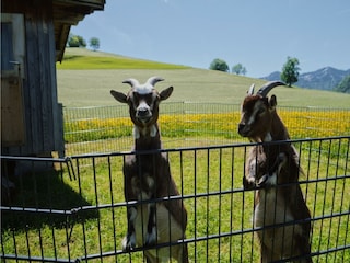 Ziegen