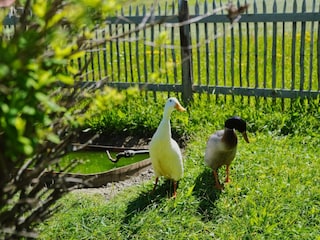Enten