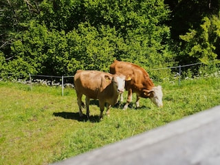 Kühe