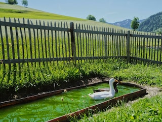 Enten