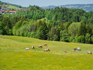 Kühe