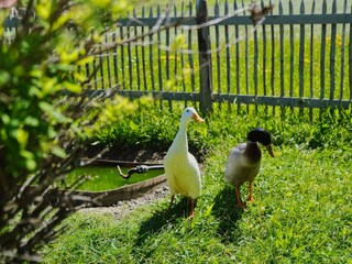 Enten