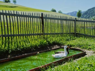Enten