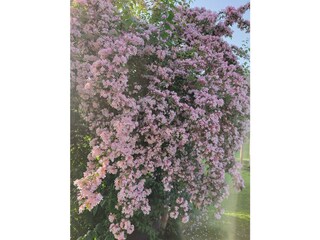 Der Frühling in seiner Blütenbracht