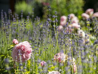 Blumen