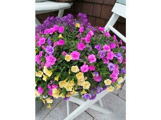 Sommerblumen