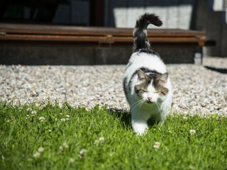Hauskater Max