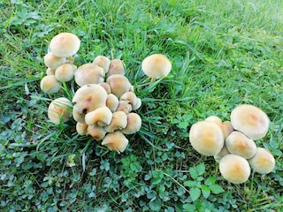 Pilze im Herbst
