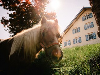 Pony Tony freut sich auf Streicheleinheiten