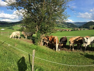 Unsere Rinder mit Ausblick auf die Berge