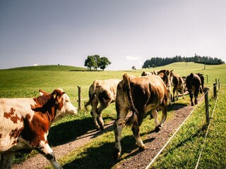 Unser eigener Viehscheid am Hof