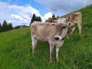 Allgäu