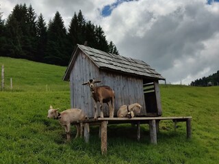 Allgäu