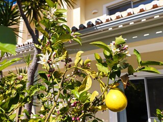 Villa Portugal Grabación al aire libre 16
