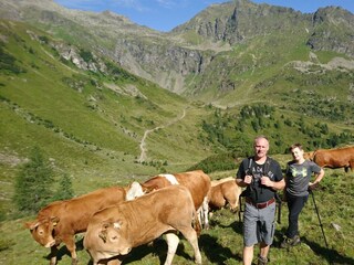 Kühe auf der Hochalm