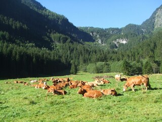 Unsere Kühe /Holdalm