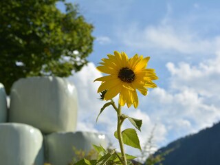 Wunderbar - Sonnenblume