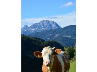 Kuh-Panorama
