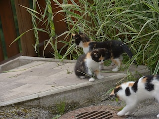 Katzen