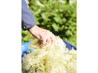 Peters-Holunderblütensirup