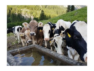 Kühe Alpe Schattenlagant 2
