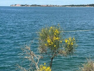 Apartment Vabriga Umgebung 70