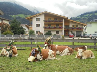 Modern Alp Apart - Herbst/Almabtrieb