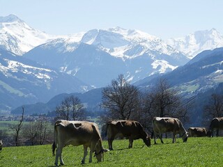 Zillertal Frühling