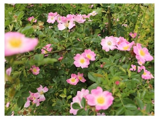 Ferienwohnung Schnega Außenaufnahme 5