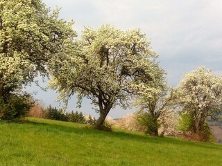 IMG-20200412-WA0025