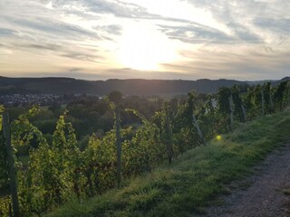 Im Weinberg mit Blick auf Merxheim