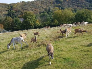Dammwild am Dorfrand