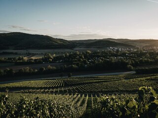 Frühlingsplätzchen