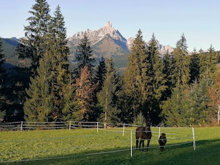 Die Pferde vom Richlegghof auf der Weide