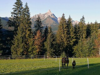 Die Pferde vom Richlegghof auf der Weide