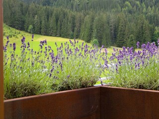 Ausblick Apartment König Dachstein