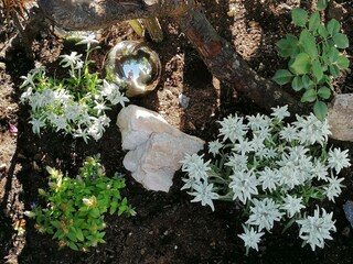 Alpen-Garten-Freude in der D'Hoamatliab