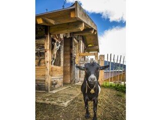 20190816_PrechtlhofAussen_029_klein