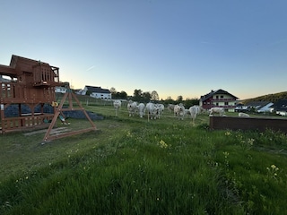 Tierisches Erlebnis direkt am Gartenzaun