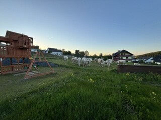 Tierisches Erlebnis direkt am Gartenzaun