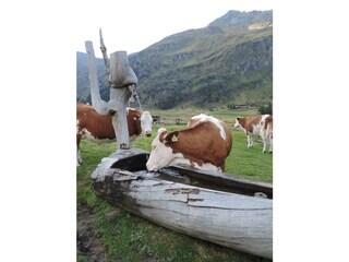 Pension-Lothringerhof-Dorfgastein-Kuehe