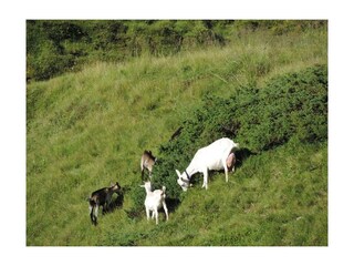 Lothringerhof-Dorfgastein-Ziegen-auf-der-Alm